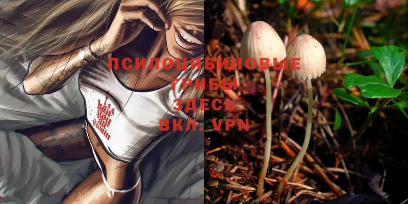 Галлюциногенные грибы MAGIC MUSHROOMS  закладка  Новотроицк 